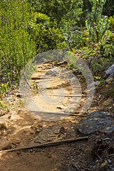 Trail Walking path in forest of Kirstenbosch National Botanical Garden