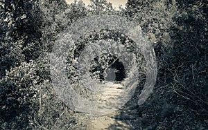 Trail Walking path in forest of Kirstenbosch National Botanical Garden