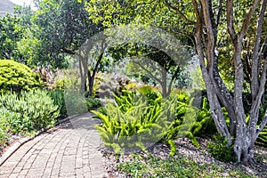 Trail Walking path in Kirstenbosch National Botanical Garden, Cape Town