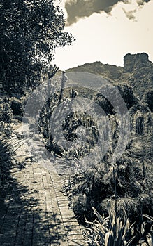 Trail Walking path in Kirstenbosch National Botanical Garden, Cape Town