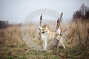 On the trail. West Siberian laika husky