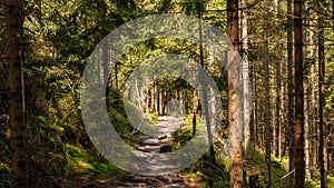 Trail in White Rocks, StoÃâowe Mountains.