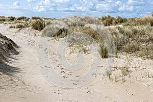 Trail between wild grasses and white sand in the Dutch dune reserve