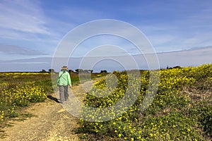 A trail through Wild vegetation on Griffiths Island at Port Fairy in Victoria, Australia.