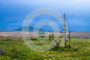 Trail in the wilderness