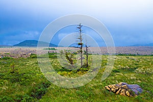 Trail in the wilderness