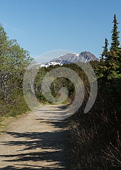 Trail through the Wilderness photo