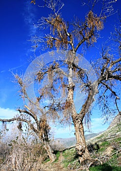 Trail through willows