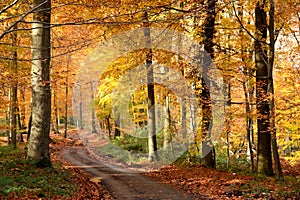 Trail winding through an automnal colored forest