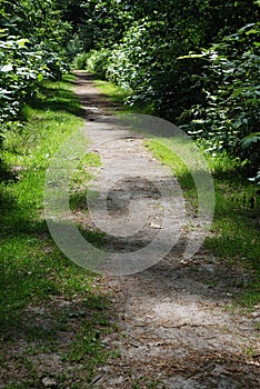 Trail Through Wooded Area