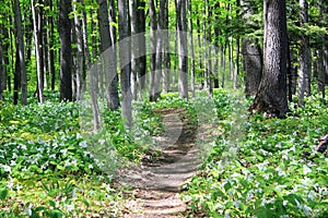 Trail through the woods.