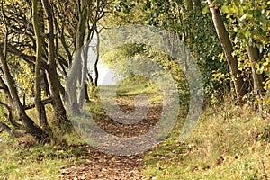 Trail in the woods