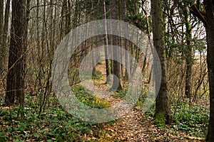 Trail in the woods during autumn. Slovakia