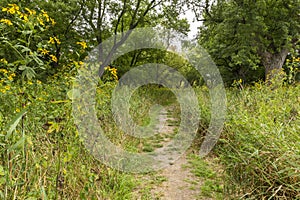 Trail In The Woods