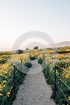 Trail with yellow flowers at Dana Point Headlands, in Dana Point, Orange County, California