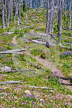 Trail zig-zags through masses of colourful wildflowers, Manning Park, BC