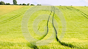 Trailed tractor tracks in young yellow green barley field. Ripening corn plants are blowing in the wind. Three version of DOF