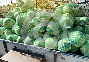 Trailer with freshly picked cabbage in bags. Agricultural products. Agriculture and farming. Harvest, harvesting. Growing Organic