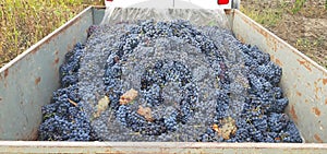 A trailer full of fresh grapes for wine close up