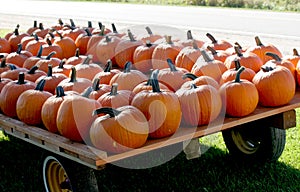 Trailer full of Fresh Large Pumpkins for sale on roadside