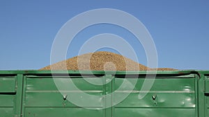 Trailer full of thresh grain at harvest on sky background. 4K