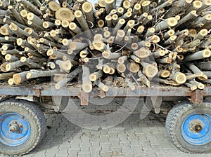 A trailer full of wood, poplar wood loaded on a tractor trailer