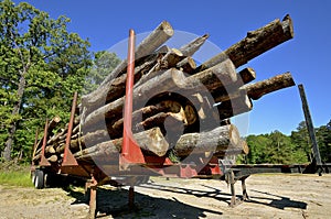 Trailer loaded with pine logs