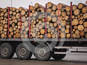 The trailer truck, fully loaded felled trees