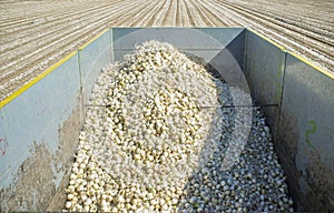 Trailer with white onions at harvest time