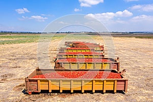 Trailers loaded with Fresh picked Tomatoes parked in an agricultural field.