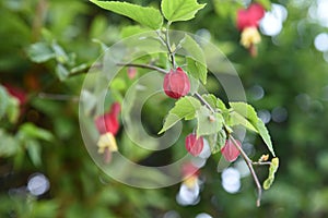 Trailing abutilon