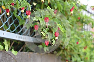 Trailing abutilon