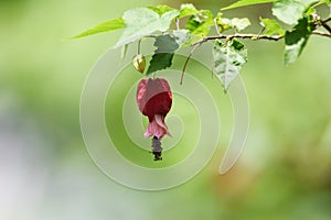 Trailing abutilon