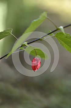 Trailing abutilon