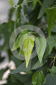 Trailing abutilon