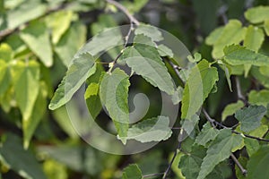 Trailing abutilon