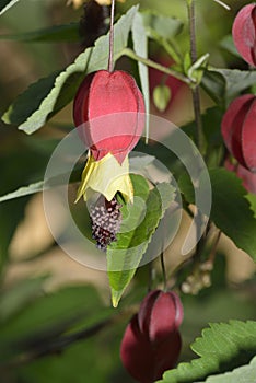 Trailing Abutilon