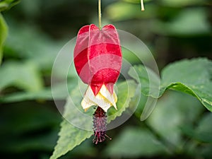 Trailing abutilon flower in bloom