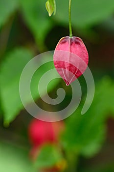 Trailing Abutilon megapotamicum Big Bell, budding red-yellow flower