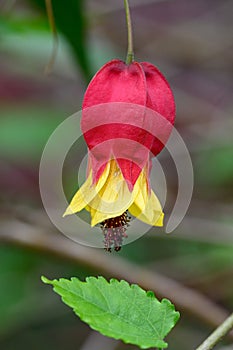 Trailing Abutilon megapotamicum Big Bell, pending red-yellow flower