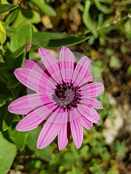 Trailing african daisy