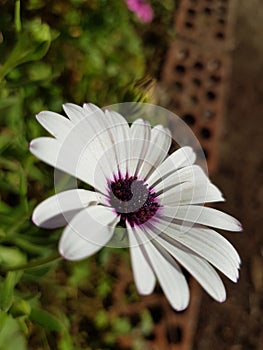 Trailing african daisy