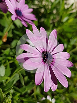 Trailing african daisy