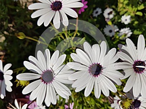 Trailing african daisy