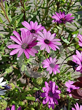 Trailing african daisy