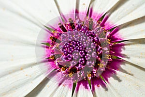 Trailing african daisy