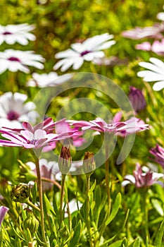 Trailing african daisy