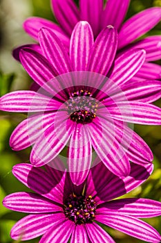 Trailing african daisy