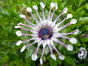 Trailing African Daisy