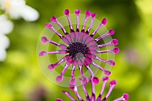 Trailing African honeysuckle Osteospermum fruticosum